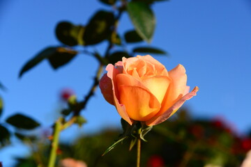 オレンジ色のばら