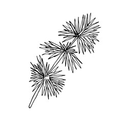 Drawing of a Single pine branch in the sketch style is isolated on a white background. Vector pine branch is hand-drawn. Christmas is a linear sketch. For new year's design and decor