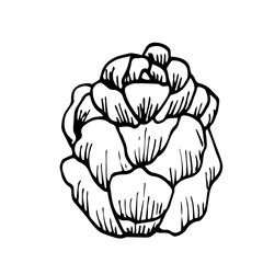 Obraz premium Hand-drawn pine cone. A single pinecone is isolated on a white background. Illustration in the sketch style. New year linear drawing for postcards, design, decor