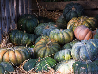 Citrouilles vertes en caisse