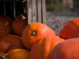 Citrouilles d'automne