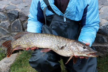 Fisherman with the caught pike. Man holds a fish in his hands, fishing at autumn