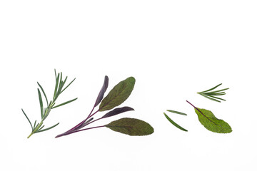 Fototapeta na wymiar closeup of fresh rosemary and garden sage leaves isolated on white background with copy space