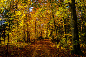 Buchenwald im Herbst