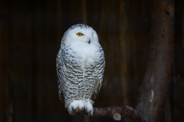 portrait of an owl