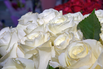 Background of beautiful flowers. Сlose up.