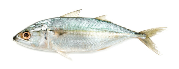 Fresh mackerel fish isolated on white background