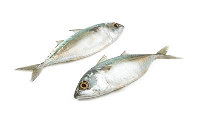 Fresh mackerel fish isolated on white background
