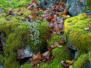 Mossy boulders in autumn