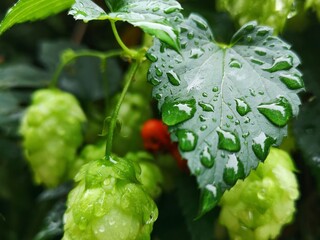 water drops on a green leaf