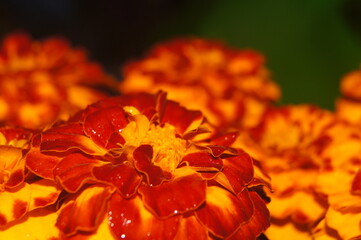 Flor de cempasuchil 2
