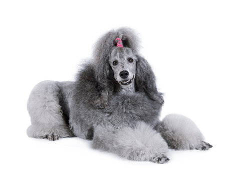 Cute poodle lying isolated on a white background