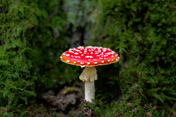 Amanita muscaria commonly known as the fly agaric or fly amanita
