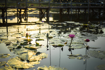 The lotus flower in the pond in the pond park