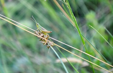 Aus dem Sprung