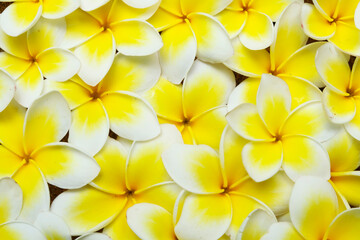 Plumeria Flower Texture Background