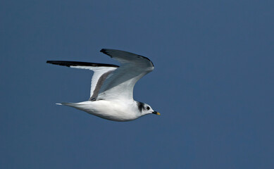 Sabine's Gull, Xema sabini