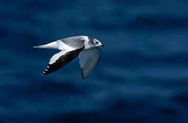 Sabine's Gull, Xema sabini