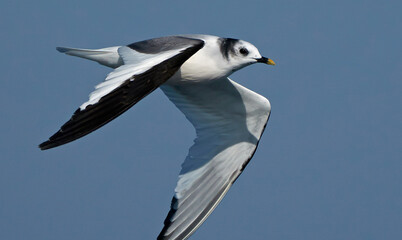 Sabine's Gull, Xema sabini