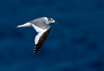 Sabine's Gull, Xema sabini