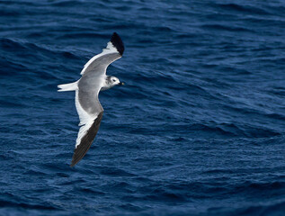 Sabine's Gull, Xema sabini