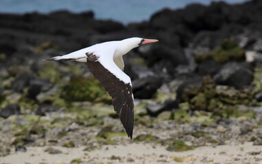 Nazca Booby, Sula granti