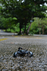 dead turtle on the ground