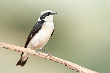 Vitatta Bonte Tapuit, Vittata Pied Wheatear, Oenanthe pleschanka vittata