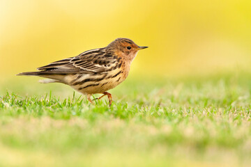 Red-throated Pipit, Anthus cervinus