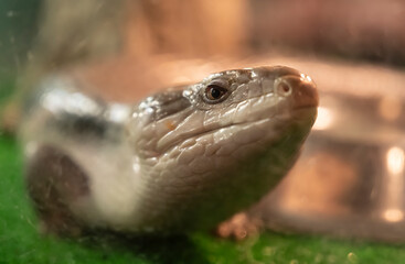 Snake head close-up at the zoo