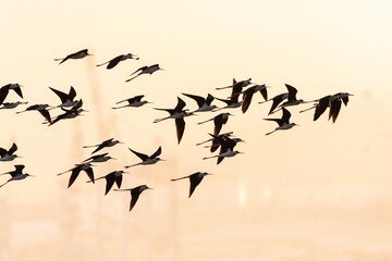 Steltkluut, Black-winged Stilt, Himantopus himantopus
