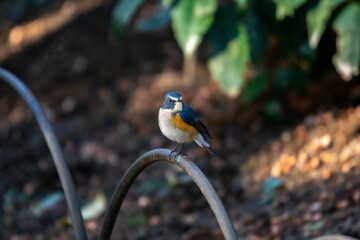 ルリビタキ！
ルリビタキは人工物に止まるのが好きなようです！