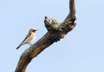 Western Black-eared Wheatear, Oenanthe hispanica