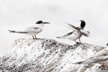 Roseate Tern, Sterna dougallii