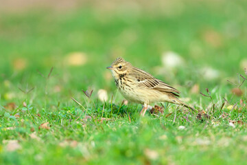 Fototapeta premium Boompieper, Tree Pipit, Anthus trivialis
