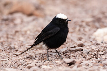 White-crowned Wheatear, Oenanthe leucopyga