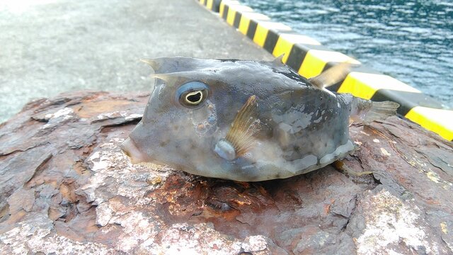 ふぐ, ハコフグ, 釣り, 捕まえる, 魚, 海, 水, 自然, 港, 桟橋
