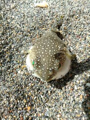 砂浜に同化したふぐ