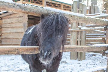 horse in the farm zoo