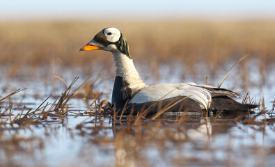 Spectacled Eider, Somateria fischeri