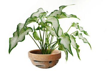 Green tree  and flowers in pots decoration isolated. on white background.