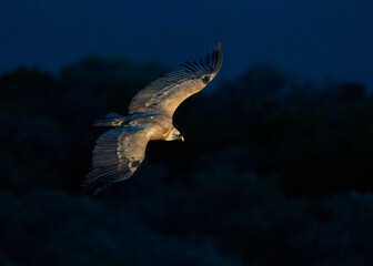 Griffon Vulture, Gyps fulvus