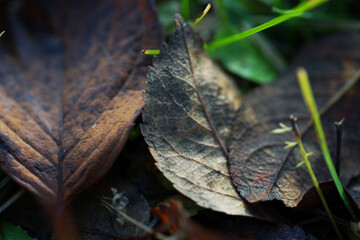 Fallen autumn leaves close up