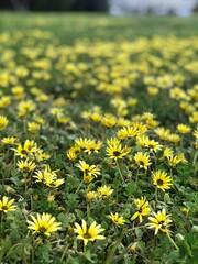 黄色い花の花畑　テクスチャ
