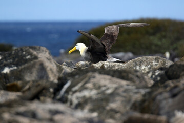 Waved Albatross, Phoebastria irrorata