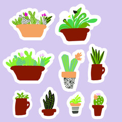 Cactus in flower pots. Flat illustration style