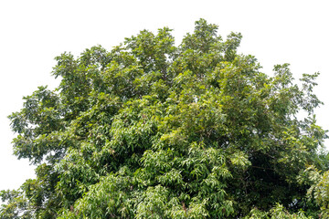 Green bush isolated on white background with copy space and  clipping path.