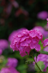 綺麗なピンク色に咲き誇る紫陽花