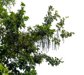 Green bush isolated on white background with copy space and  clipping path.