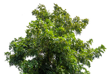 Green bush isolated on white background with copy space and  clipping path.